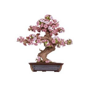 Storm Time Store | Sakura Bonsai